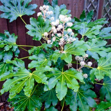 Nasiona Fatsji Japońskiej - Fatsia Japonica