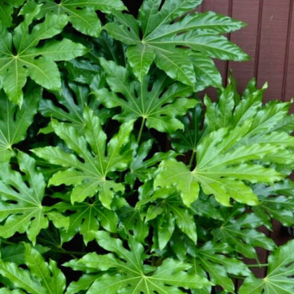 Nasiona Fatsji Japońskiej - Fatsia Japonica