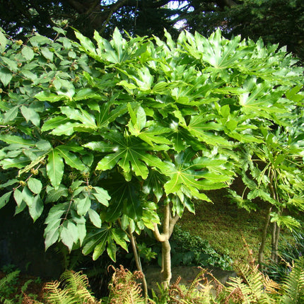 Nasiona Fatsji Japońskiej - Fatsia Japonica