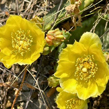 Nasiona Opuncji Żółtej - Opuntia Humifusa