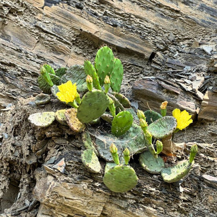 Nasiona Opuncji Żółtej - Opuntia Humifusa