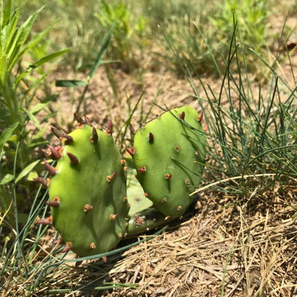 Nasiona Opuncji Żółtej - Opuntia Humifusa
