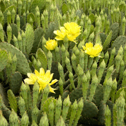 Nasiona Opuncji Żółtej - Opuntia Humifusa
