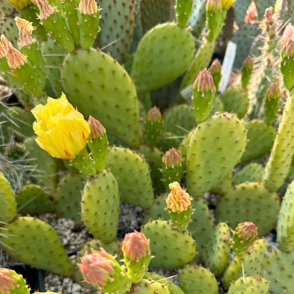Nasiona Opuncji Żółtej - Opuntia Humifusa