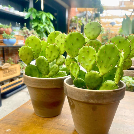 Nasiona Opuncji Żółtej - Opuntia Humifusa