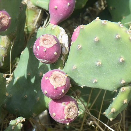 Nasiona Opuncji Wyprostowanej - Opuntia Stricta