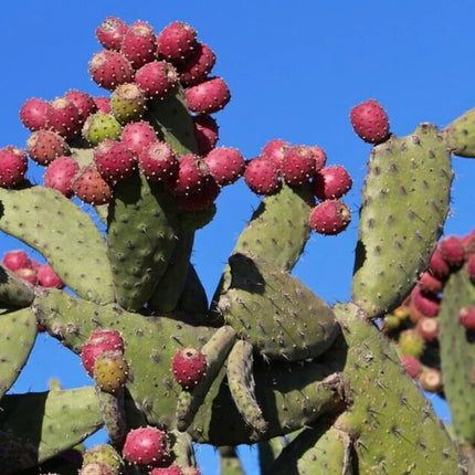Nasiona Opuncji Wyprostowanej - Opuntia Stricta