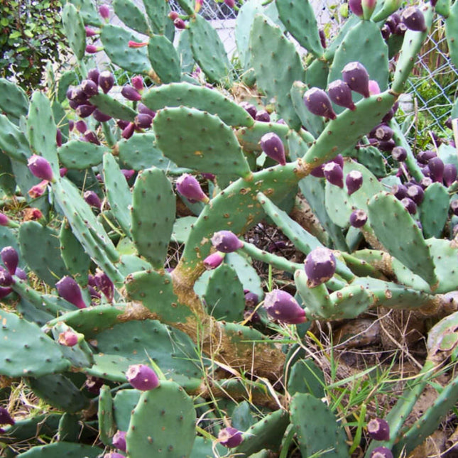 Nasiona Opuncji Wyprostowanej - Opuntia Stricta