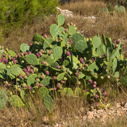 Nasiona Opuncji Wyprostowanej - Opuntia Stricta
