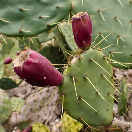Nasiona Opuncji Wyprostowanej - Opuntia Stricta