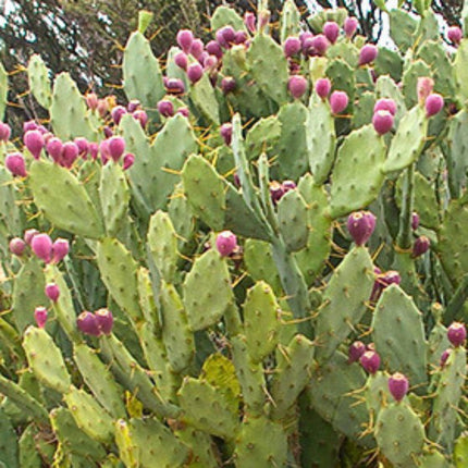 Nasiona Opuncji Wyprostowanej - Opuntia Stricta