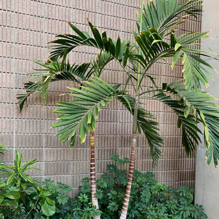 Nasiona Palmy Eleganckiej - Ptychosperma Elegans