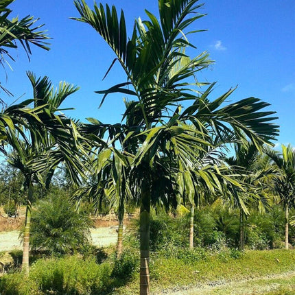 Nasiona Palmy Eleganckiej - Ptychosperma Elegans