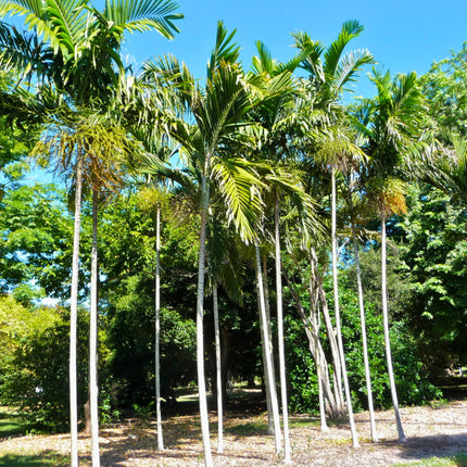 Nasiona Palmy Eleganckiej - Ptychosperma Elegans