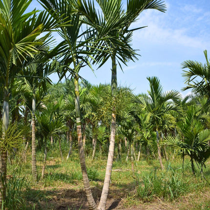 Nasiona Palmy Eleganckiej - Ptychosperma Elegans