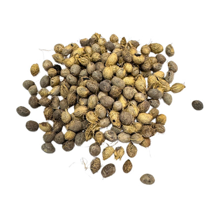 Nasiona Palmy Kaskadowej - Chamaedorea Cataractarum