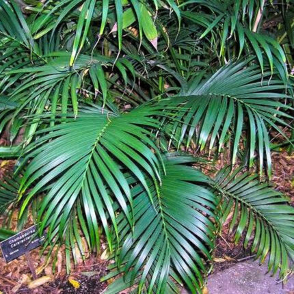 Nasiona Palmy Kaskadowej - Chamaedorea Cataractarum