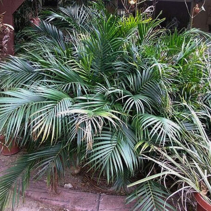 Nasiona Palmy Kaskadowej - Chamaedorea Cataractarum