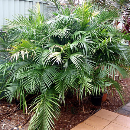 Nasiona Palmy Kaskadowej - Chamaedorea Cataractarum
