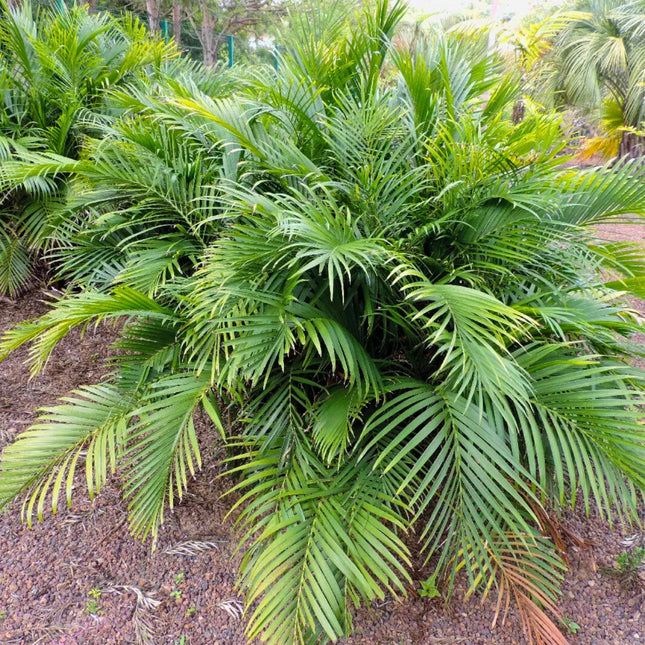 Nasiona Palmy Kaskadowej - Chamaedorea Cataractarum