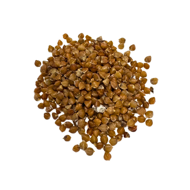 Nasiona Sotolu Piaskowcowego - Dasylirion Serratifolium