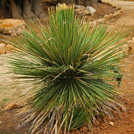 Nasiona Sotolu Piaskowcowego - Dasylirion Serratifolium