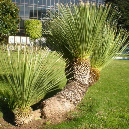 Nasiona Sotolu Piaskowcowego - Dasylirion Serratifolium