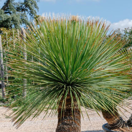 Nasiona Sotolu Piaskowcowego - Dasylirion Serratifolium