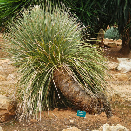 Nasiona Sotolu Piaskowcowego - Dasylirion Serratifolium