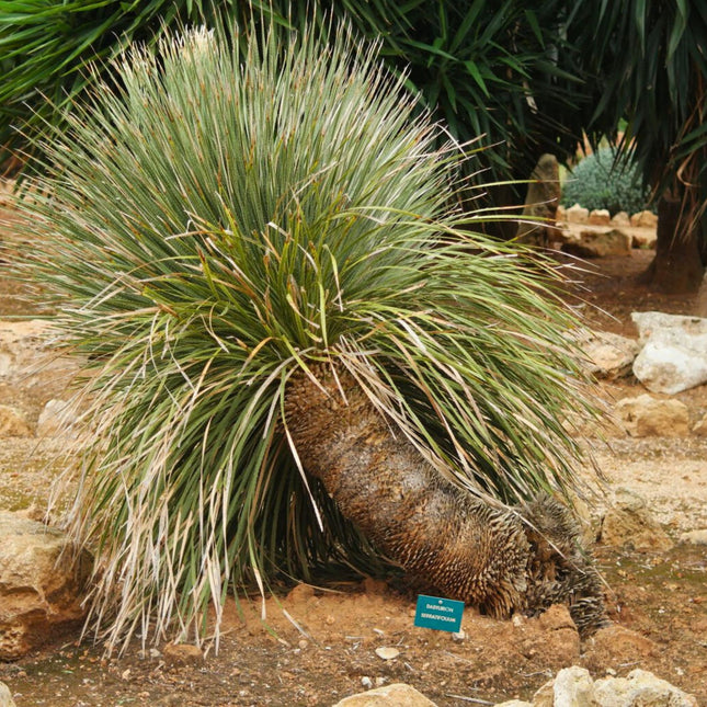 Nasiona Sotolu Piaskowcowego - Dasylirion Serratifolium