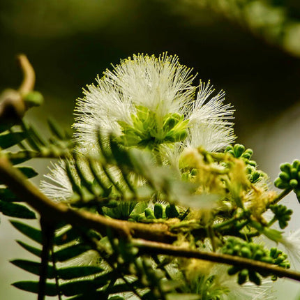 Nasiona Czarnej Albicji - Albizia Odoratissima