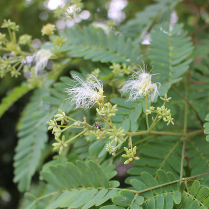 Nasiona Czarnej Albicji - Albizia Odoratissima