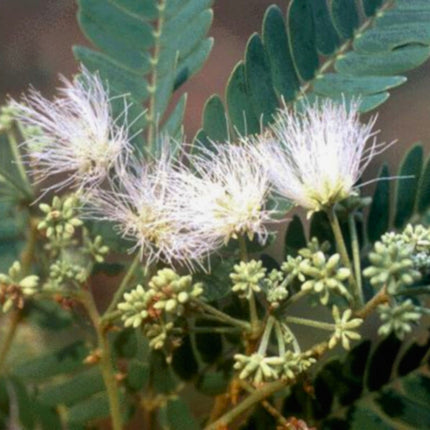 Nasiona Czarnej Albicji - Albizia Odoratissima