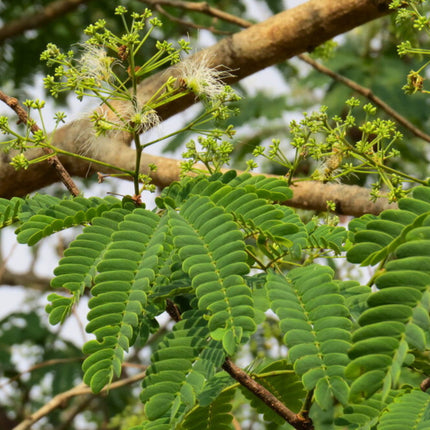 Nasiona Czarnej Albicji - Albizia Odoratissima