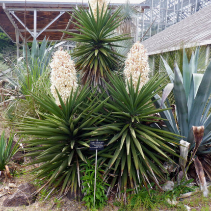 Nasiona Jukki Treculeana - Yucca Treculeana