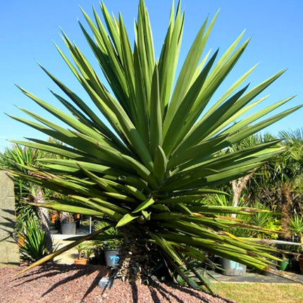 Nasiona Jukki Treculeana - Yucca Treculeana