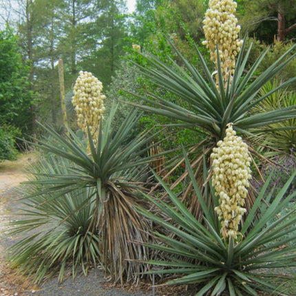 Nasiona Jukki Treculeana - Yucca Treculeana