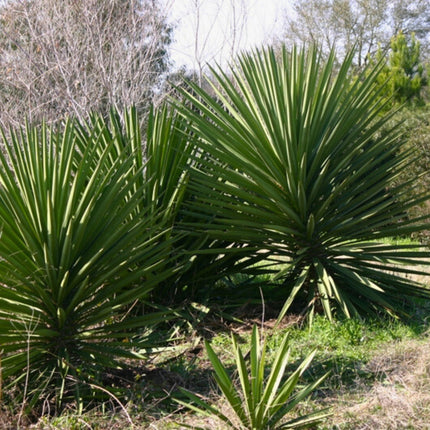 Nasiona Jukki Treculeana - Yucca Treculeana