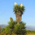 Nasiona Jukki Treculeana (Yucca treculeana)