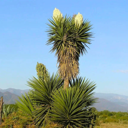 Nasiona Jukki Treculeana - Yucca Treculeana
