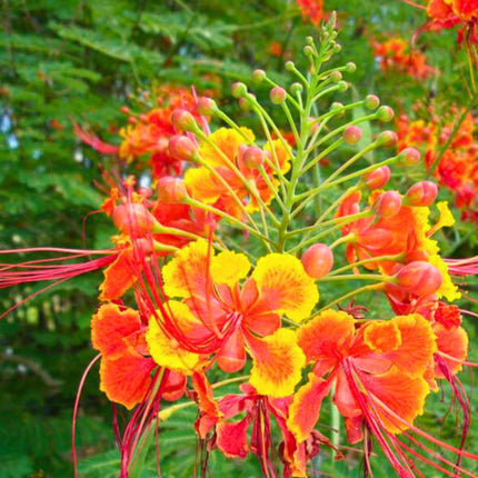 Nasiona Brezylki Nadobnej - Caesalpinia Pulcherrima