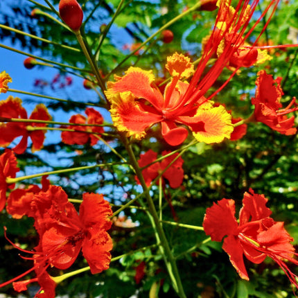 Nasiona Brezylki Nadobnej - Caesalpinia Pulcherrima