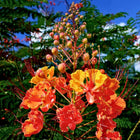 Nasiona Brezylki Nadobnej (Caesalpinia pulcherrima)