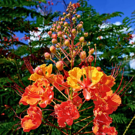 Nasiona Brezylki Nadobnej - Caesalpinia Pulcherrima