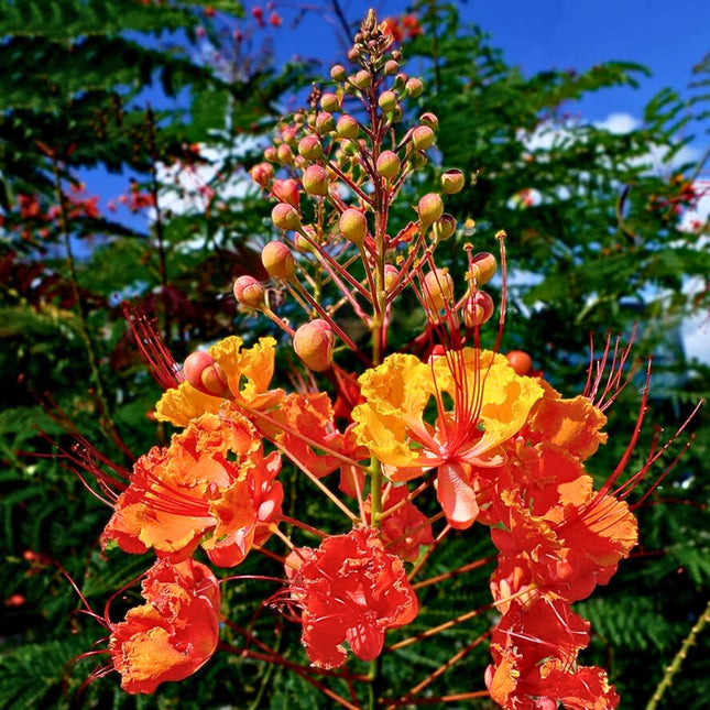 Nasiona Brezylki Nadobnej - Caesalpinia Pulcherrima