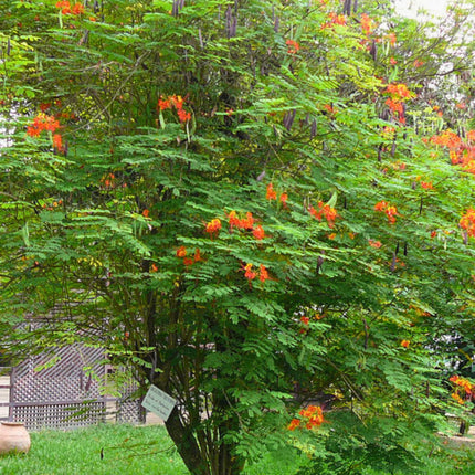 Nasiona Brezylki Nadobnej - Caesalpinia Pulcherrima