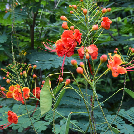 Nasiona Brezylki Nadobnej - Caesalpinia Pulcherrima