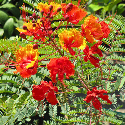 Nasiona Brezylki Nadobnej - Caesalpinia Pulcherrima