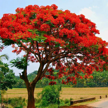 Nasiona Płomień Afryki - Delonix Regia