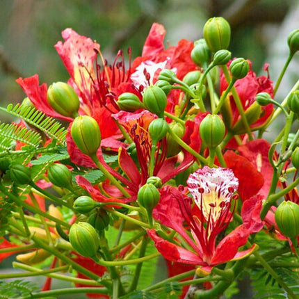 Nasiona Płomień Afryki - Delonix Regia